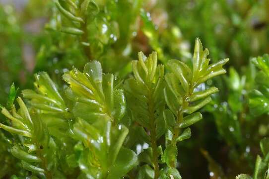 Image of <i>Plagiochila asplenioides</i> subsp. <i>porelloides</i>