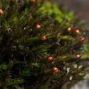 Image of Thickpoint Bloom Moss