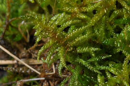 Image of Brachythecium moss family