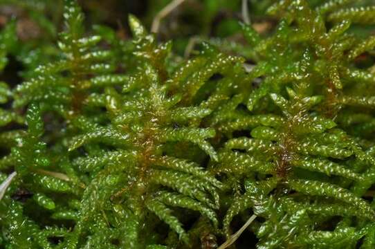 Image of Brachythecium moss family