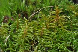 Image of Brachythecium moss family