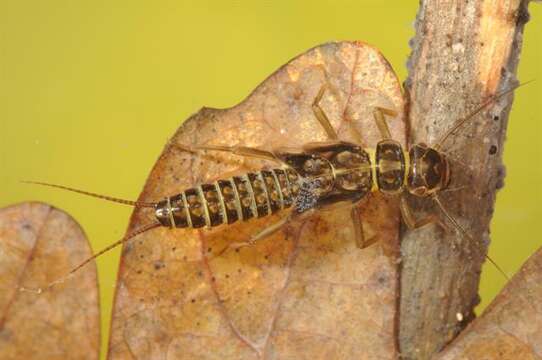 Image of perlodid stoneflies