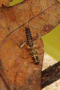 Image of perlodid stoneflies