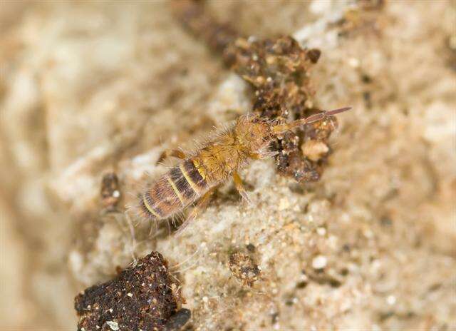 Image of <i>Orchesella bifasciata</i>