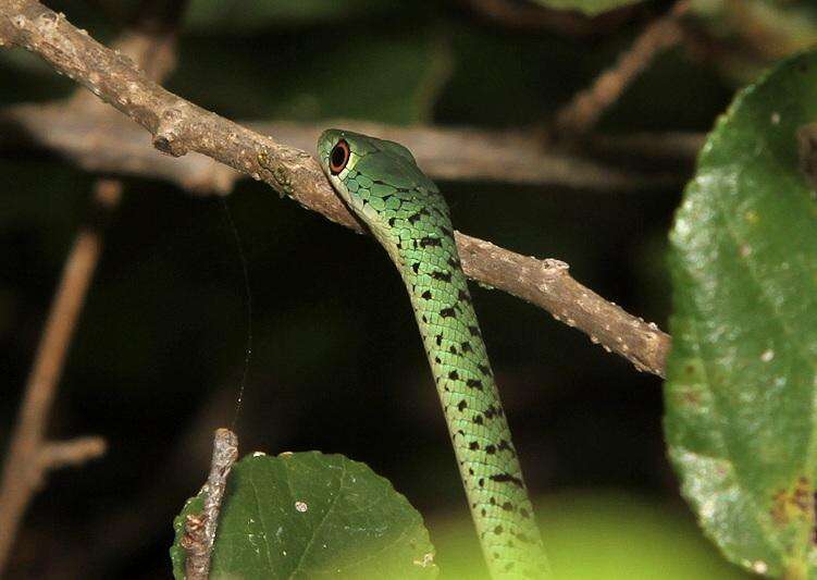 Image of Philothamnus semivariegatus (A. Smith 1840)