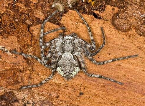 Image of Philodromus margaritatus (Clerck 1757)