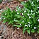 Image de Galanthus woronowii Losinsk.