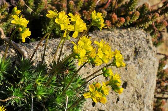 Image of draba