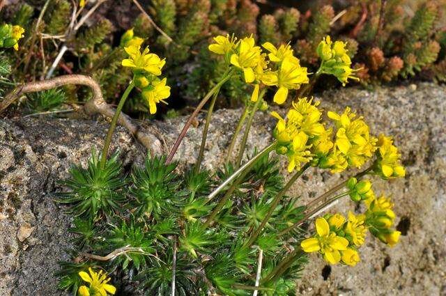 Image of draba