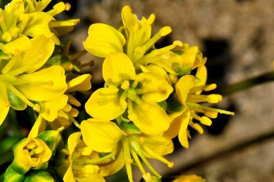 Image of draba