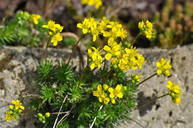 Image of draba