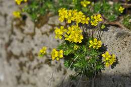 Image of draba