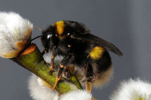 Image of <i>Bombus cryptarum</i>