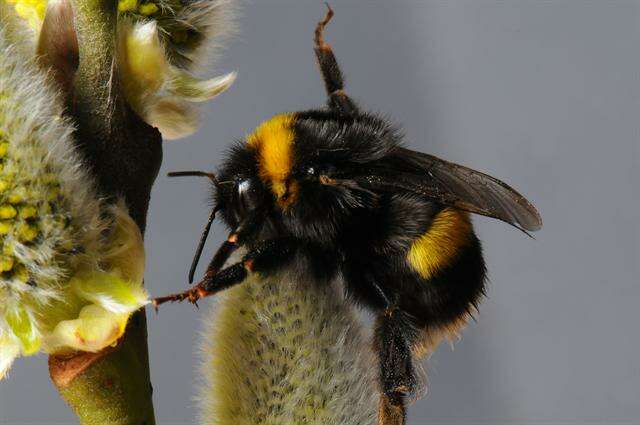 Image of <i>Bombus cryptarum</i>