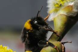 Image of <i>Bombus cryptarum</i>