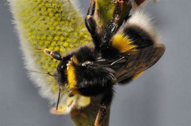 Image of <i>Bombus cryptarum</i>