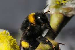 Image of <i>Bombus cryptarum</i>