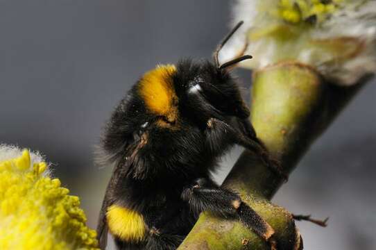 Image of <i>Bombus cryptarum</i>