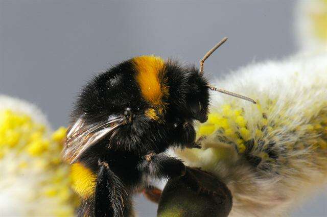 Image of <i>Bombus cryptarum</i>