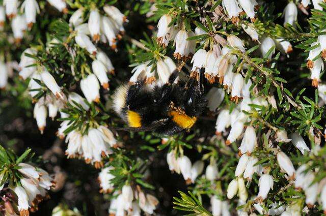 Image of <i>Bombus cryptarum</i>