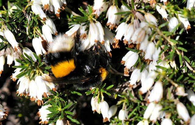 Image of <i>Bombus cryptarum</i>