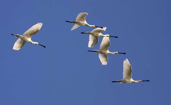 Image of Platalea Linnaeus 1758