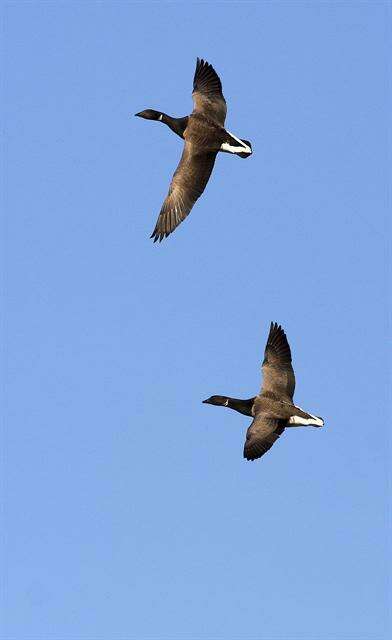 Image of Atlantic Brant