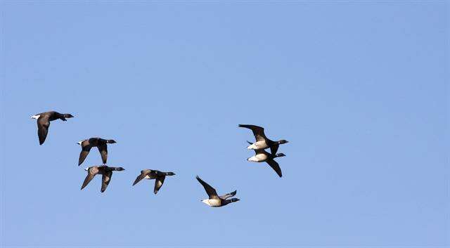 Image of Atlantic Brant