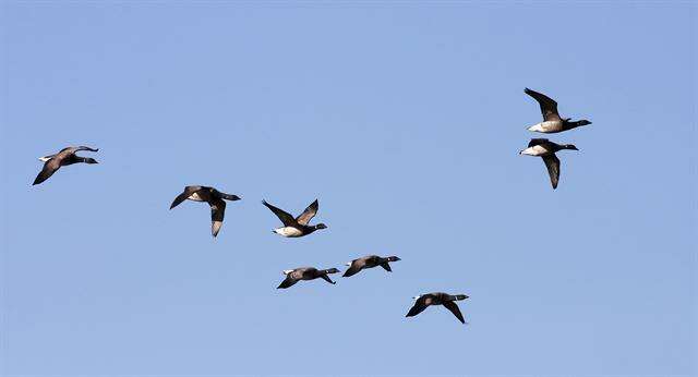 Image of Atlantic Brant