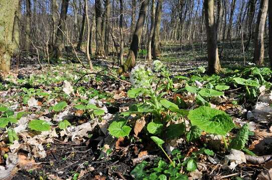 Image of butterbur