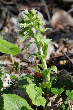 Image of butterbur