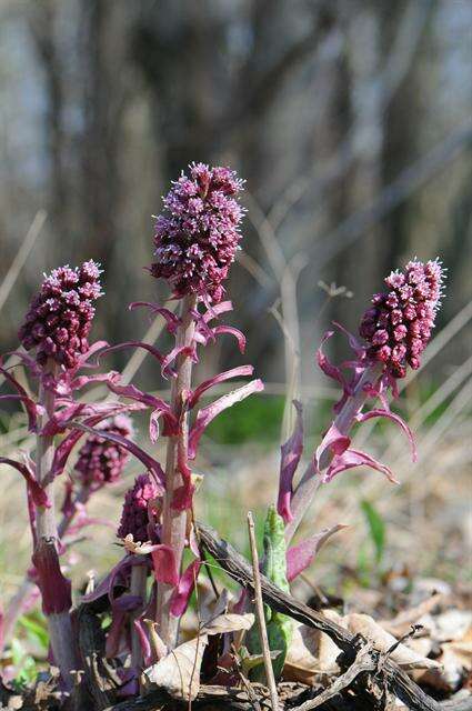 Image of butterbur