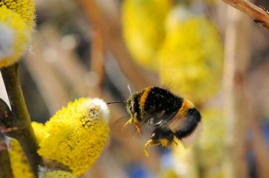 Image of honeybees, bumblebees, and relatives