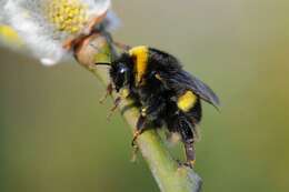 Image of <i>Bombus cryptarum</i>