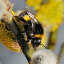 Image of <i>Bombus cryptarum</i>