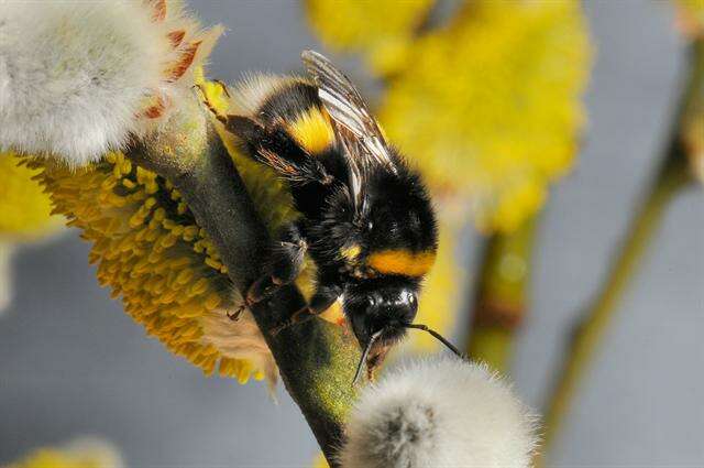 Image of <i>Bombus cryptarum</i>