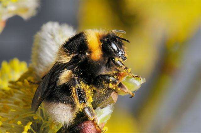 Image of Bombus jonellus (Kirby 1802)