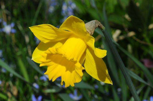 Image of daffodil