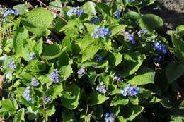 Plancia ëd Brunnera