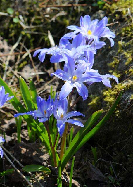 Image de Scilla luciliae (Boiss.) Speta