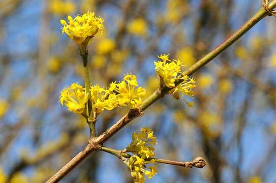 Image of Dogwoods