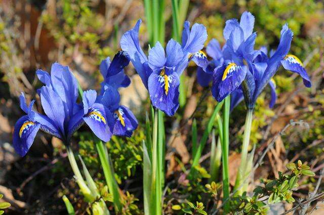 Plancia ëd Iris reticulata M. Bieb.