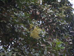 Image of threeleaf soapberry