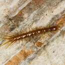 Image of Lithobius microps Meinert 1868