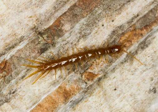 Image of Stone Centipedes