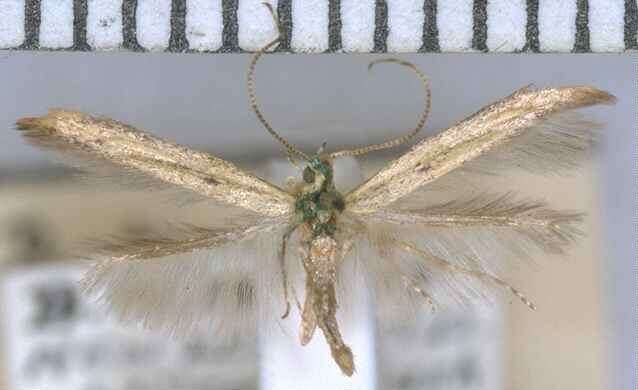 Image of Batrachedra arenosella Walker 1864