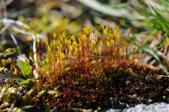 Image of ceratodon moss