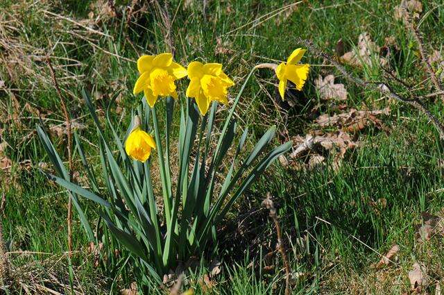 Image of daffodil