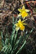 Image of daffodil