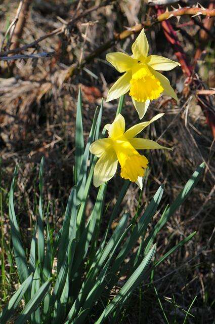 Image of daffodil